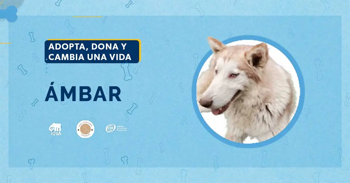 Adopta a Ámbar