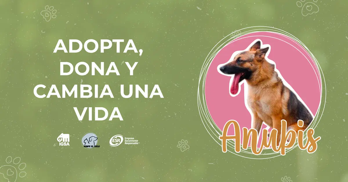 Adopta, dona y cambia la vida de Anubis