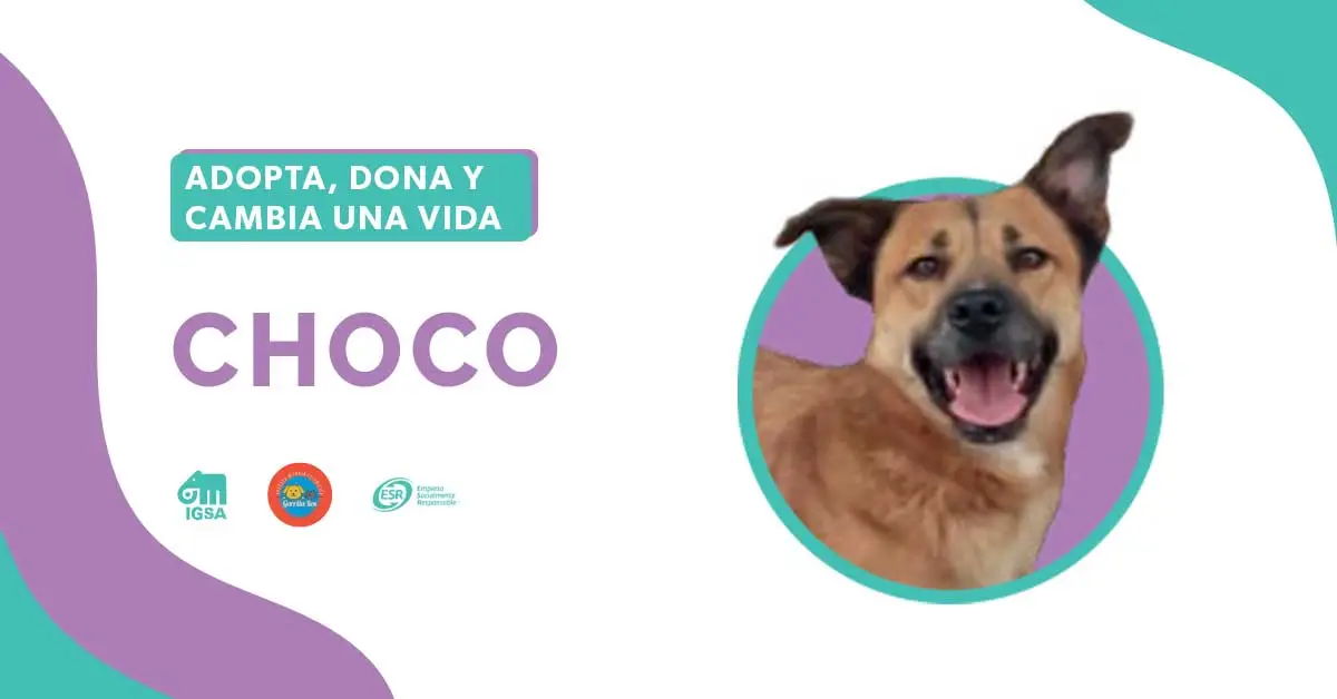 Adopta a Choco