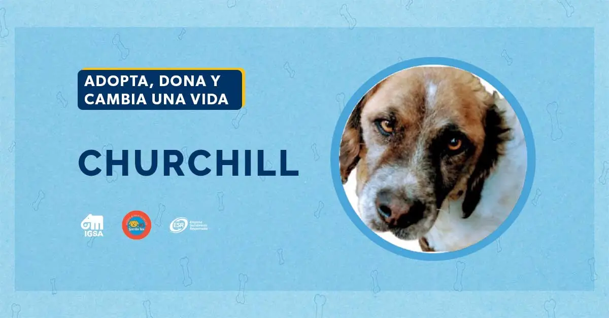 Adopta a Churchill