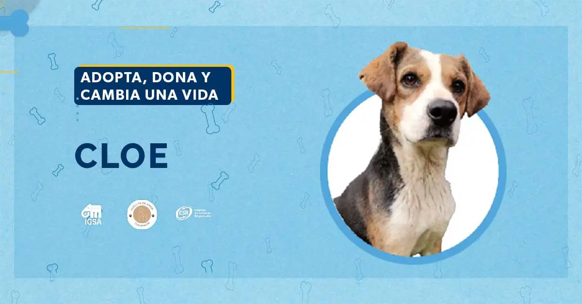 Adopta a Cloe