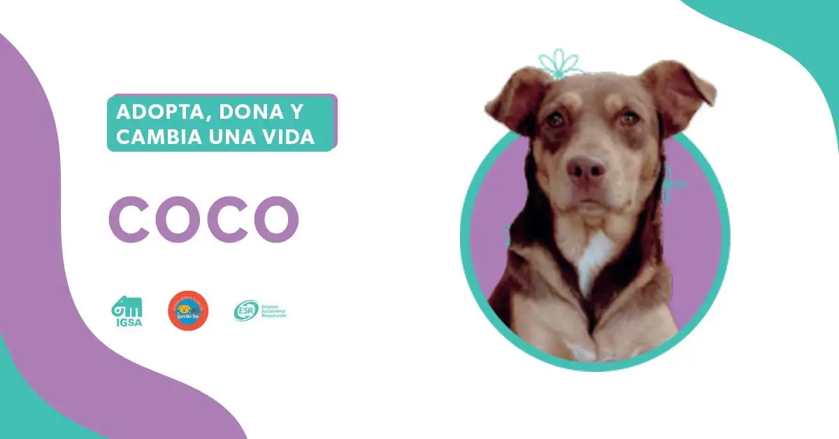 Adopta a Koko