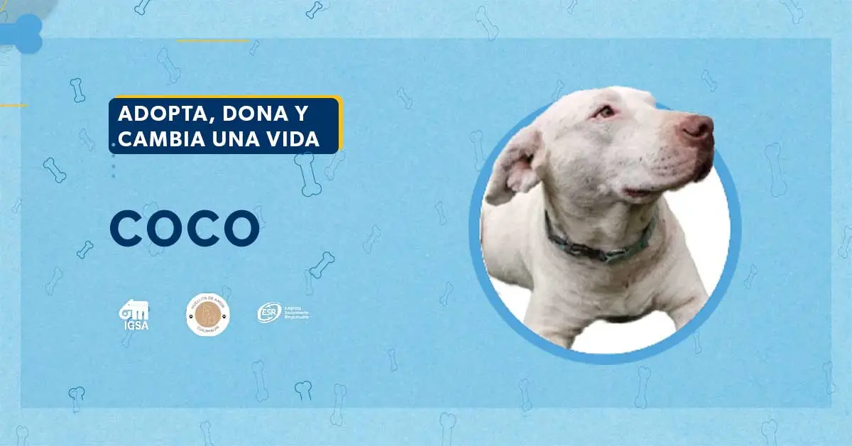 Adopta a Coco