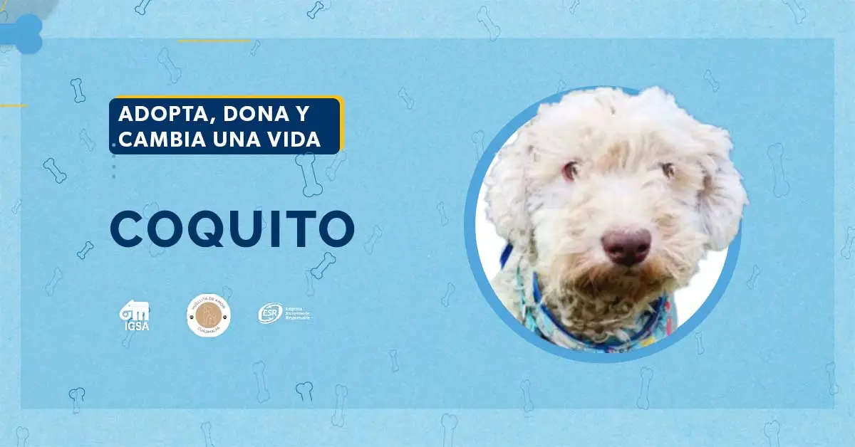 Adopta a Coquito