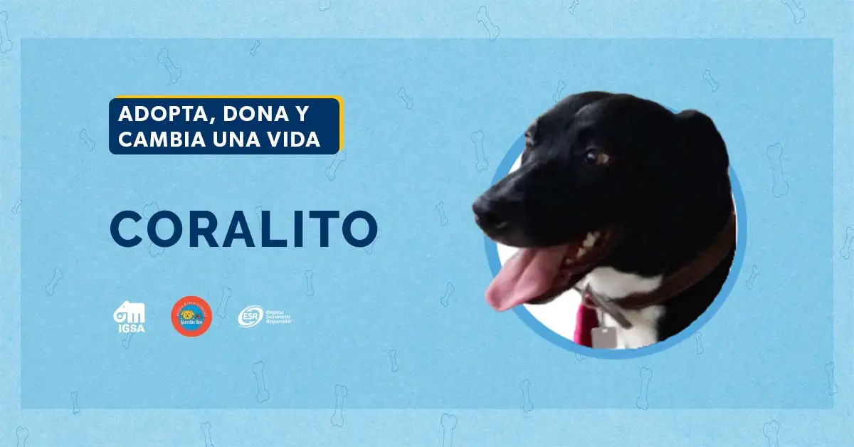 Adopta a Coralito