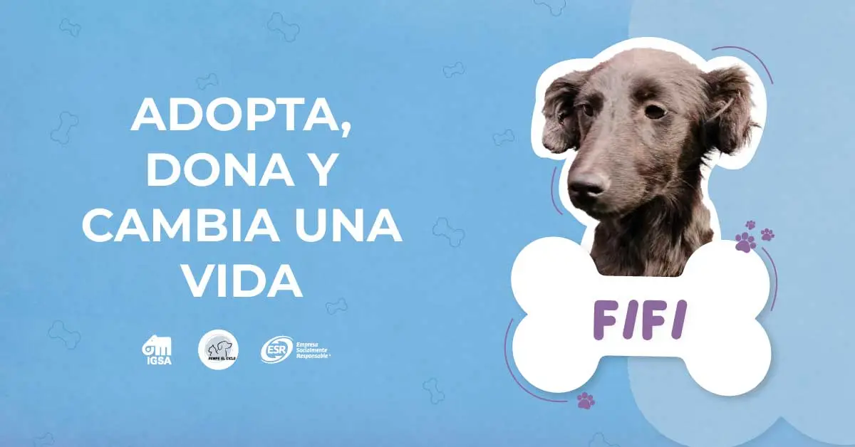 Adopta, dona y cambia la vida de Fifi