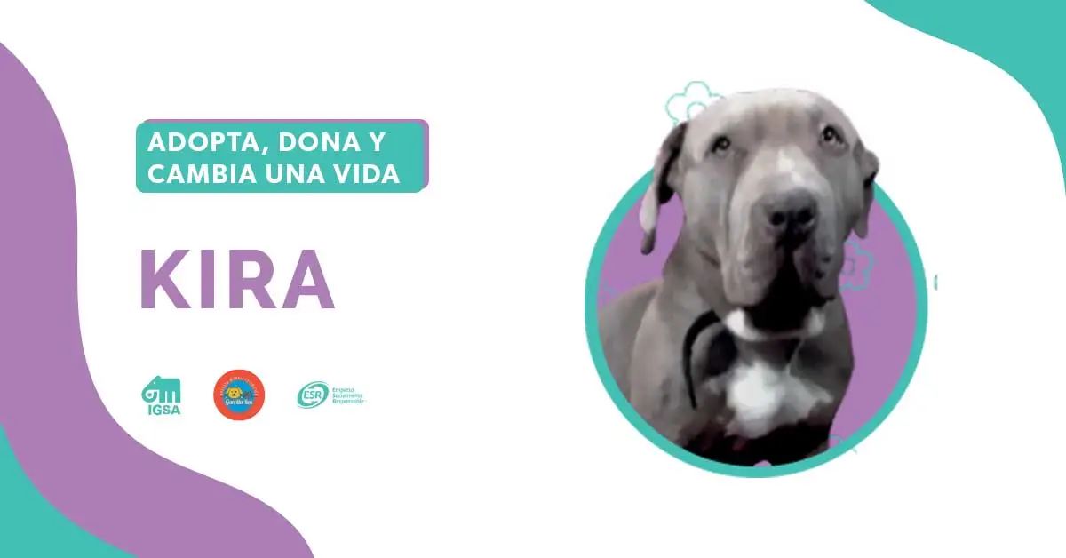 Adopta a Kira GR