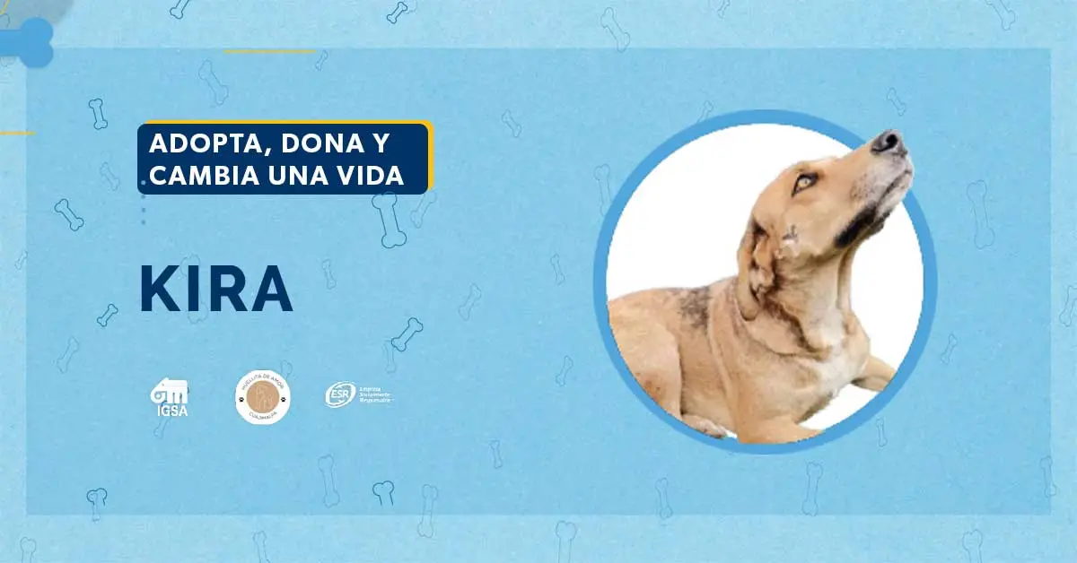 Adopta a Kira