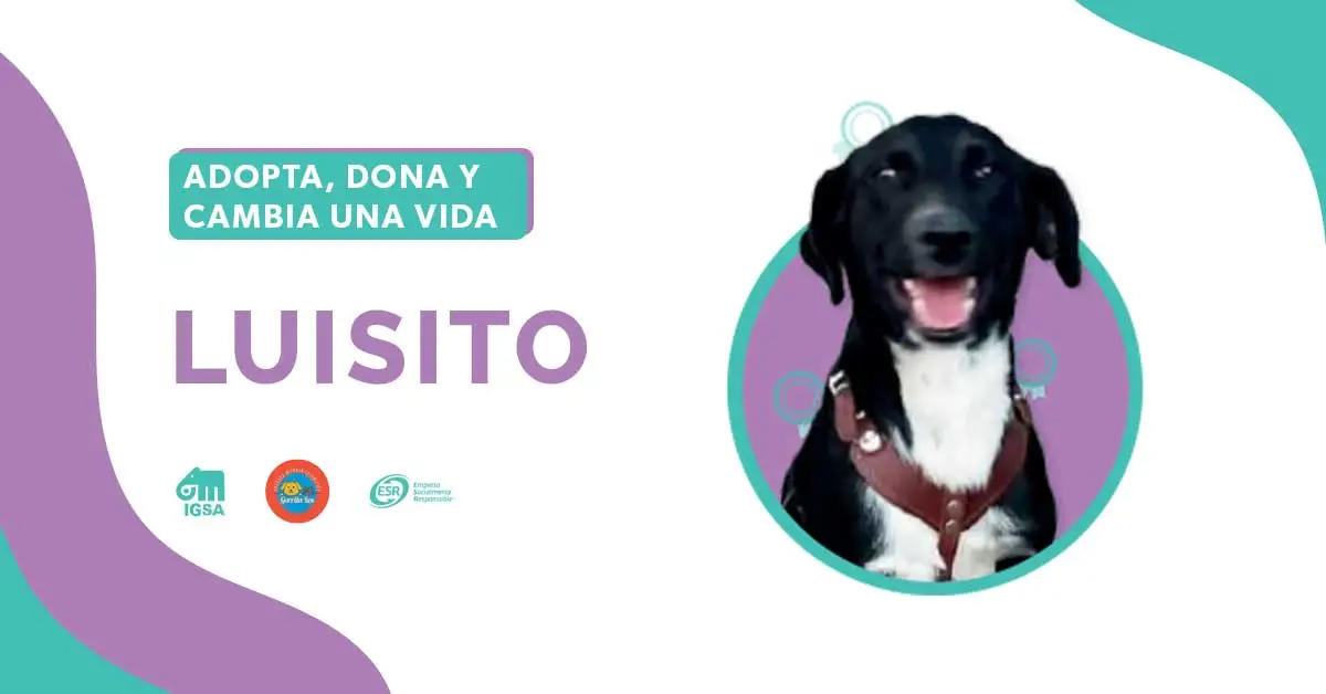 Adopta a Luisito