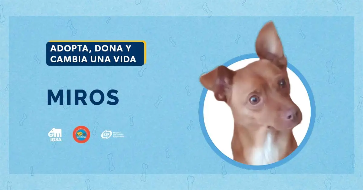 Adopta a Miros