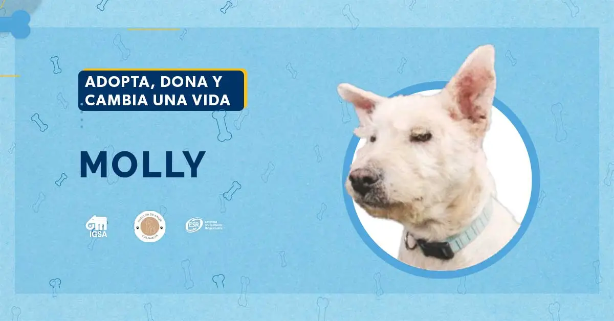 Adopta a Molly