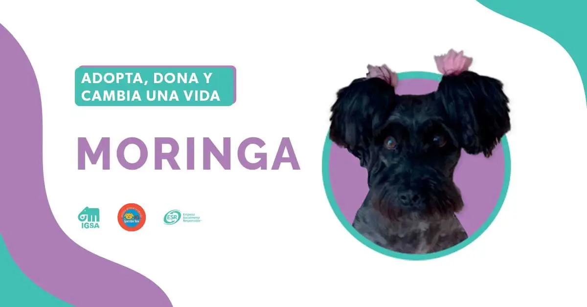 Adopta a Moringa