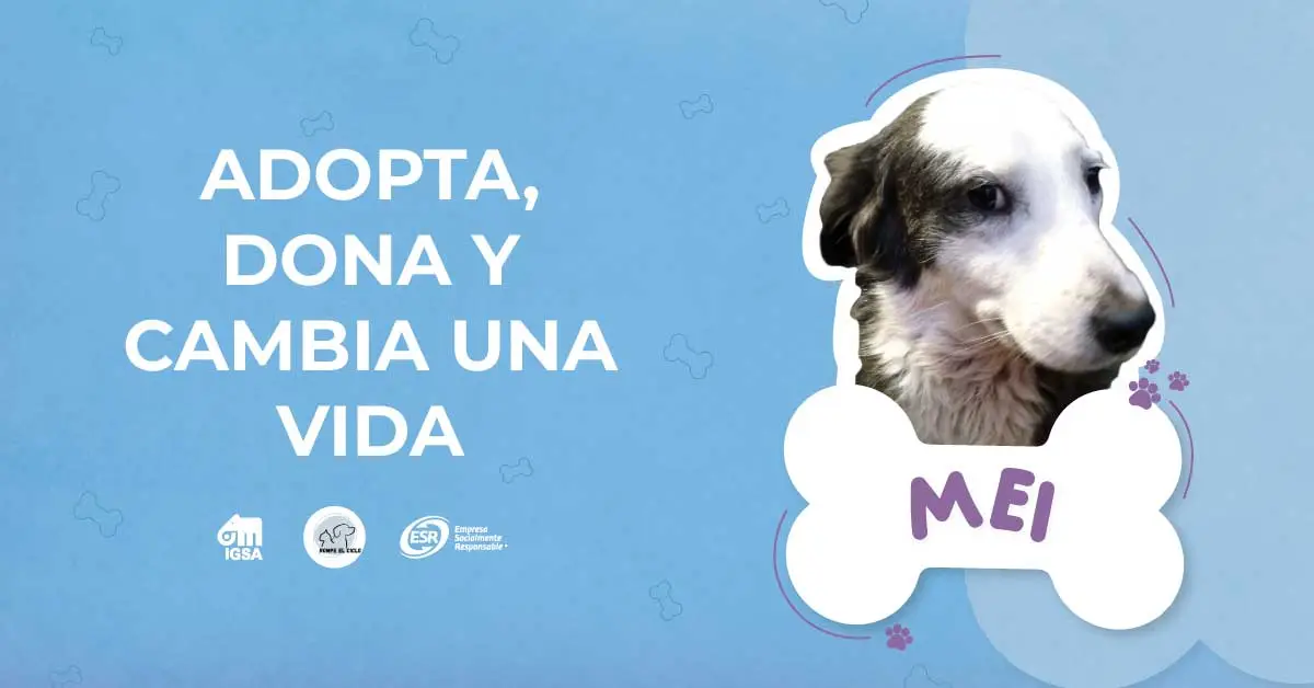 adopta, dona y cambia la vida de Mei