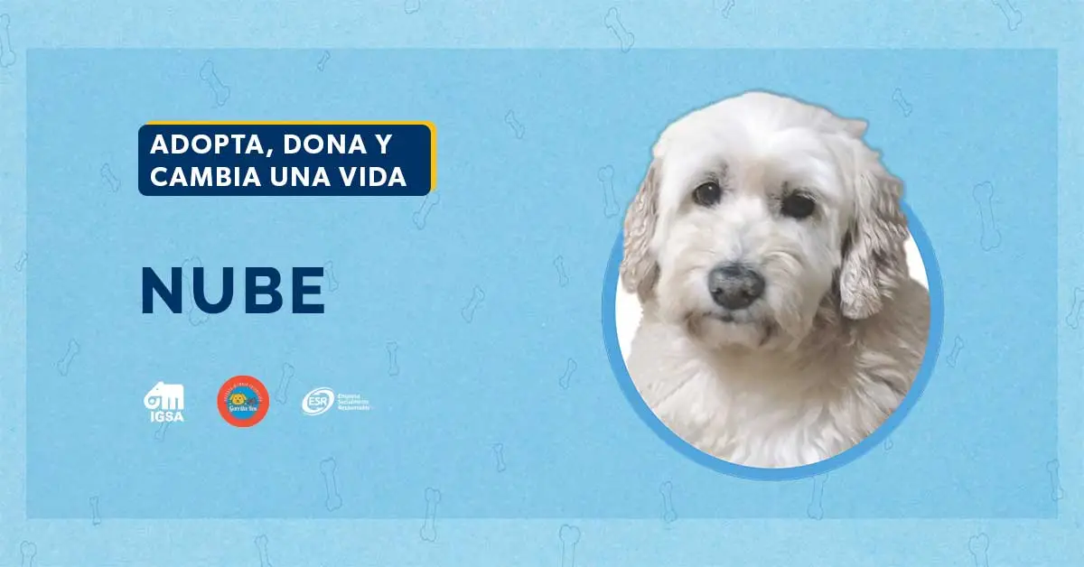 Adopta a Nube