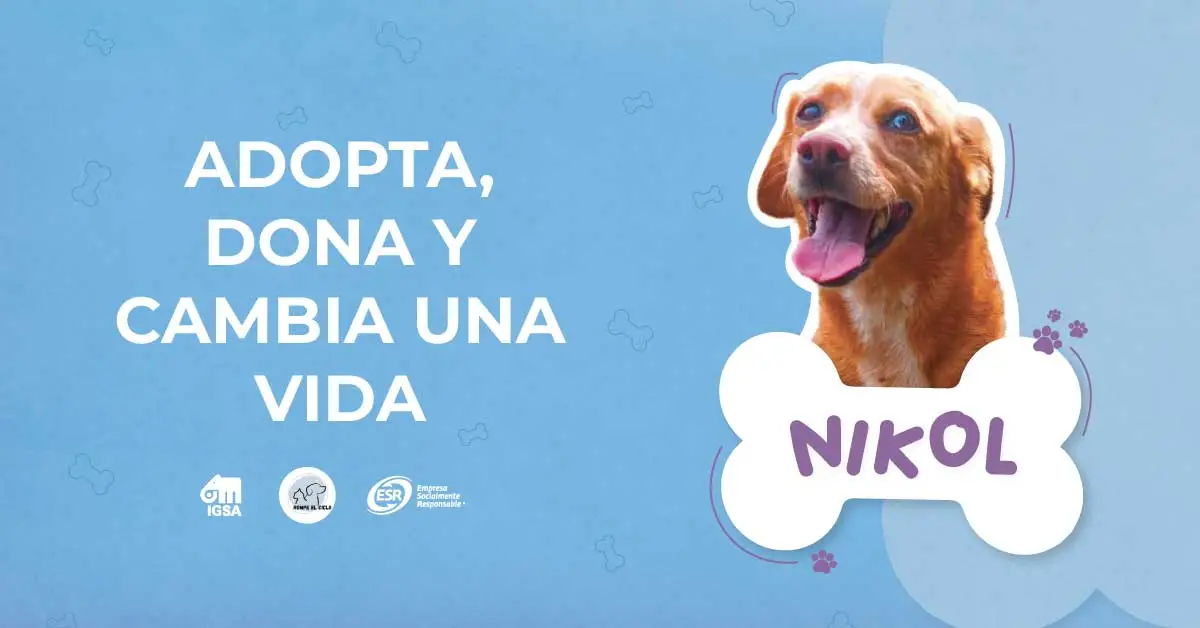 Adopta, dona y cambia la vida de Nikol