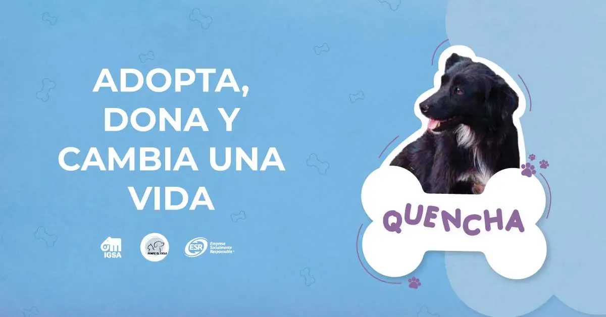 Adopta, dona y cambia la vida de Quencha