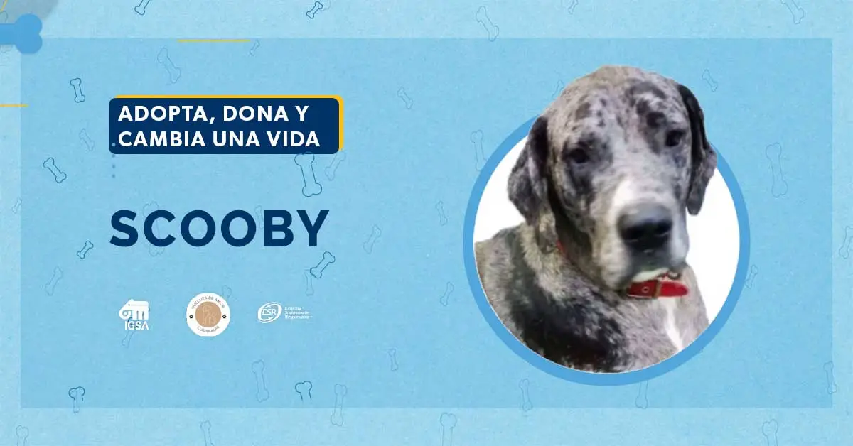 Adopta a Scooby